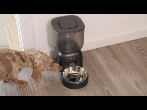 Puppy Kitty Cady : Test et Avis