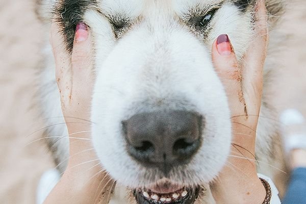 Beaphar VetoPure Pipettes Répulsives Antiparasitaires Chien