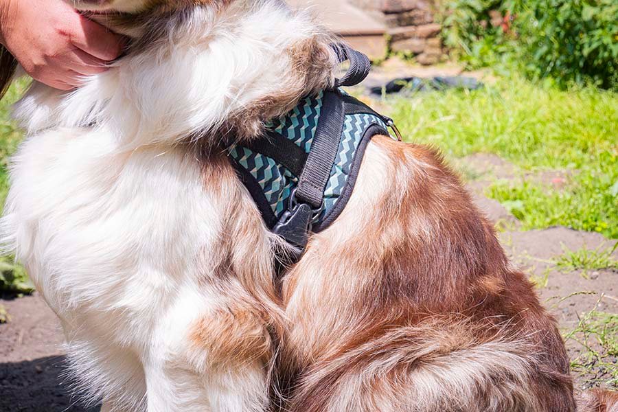 Harnais pour chien