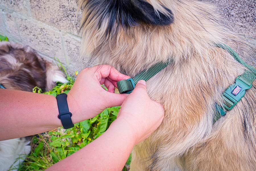 Harnais pour chien